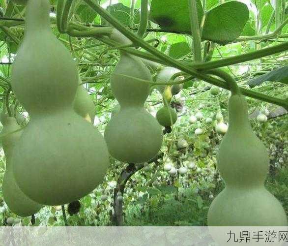 葫芦里面不卖药千片万片你需要，1. 葫芦中无药，人生何必寻求解药