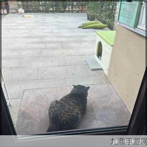 天天好运来红包版，魔性养猫的奇妙之旅