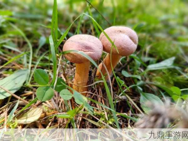 蘑菇黑料爆料，1. 蘑菇黑料揭秘：深度解析背后的秘密与真相