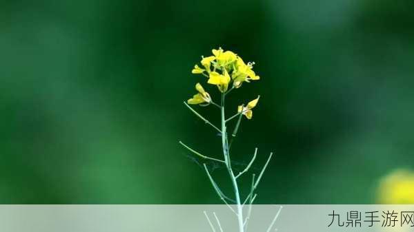 野花直播视频免费高清使用简单，1. 高清野花直播：轻松观看，随时畅享