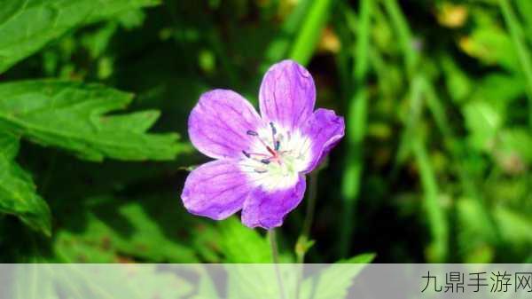 野花直播视频免费高清使用简单，1. 高清野花直播：轻松观看，随时畅享