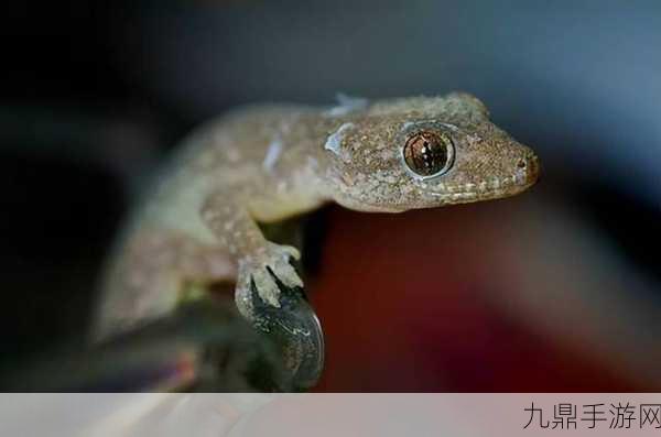 密室逃脱19，壁虎踪迹大揭秘