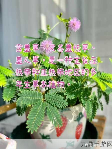 含羞草文化传媒最新版的功能介绍，1. ＂探索含羞草文化传媒的多元化内容创作与传播