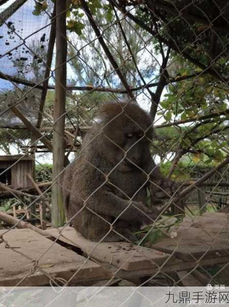 二人生猴子全程不盖被子，1. 二人甜蜜同床共枕，猴子嬉戏乐无穷