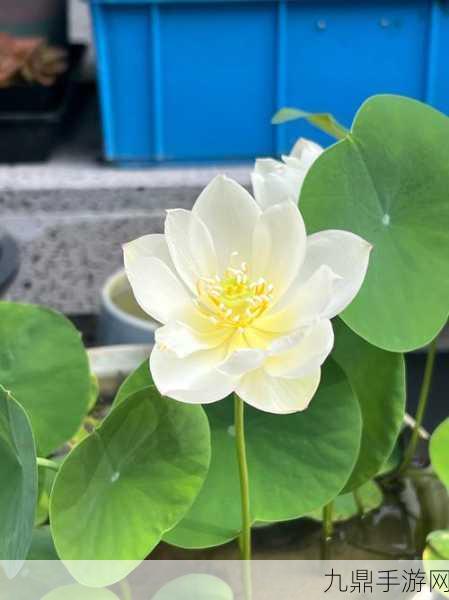 女性半夜莲花开的意思，1. 夜幕降临，女人如莲花般绽放