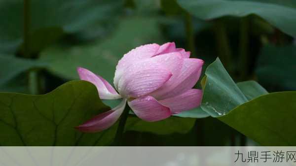 女人50岁半夜莲花还开吗，1. ＂女人50岁，夜半莲花依旧绽放的秘密