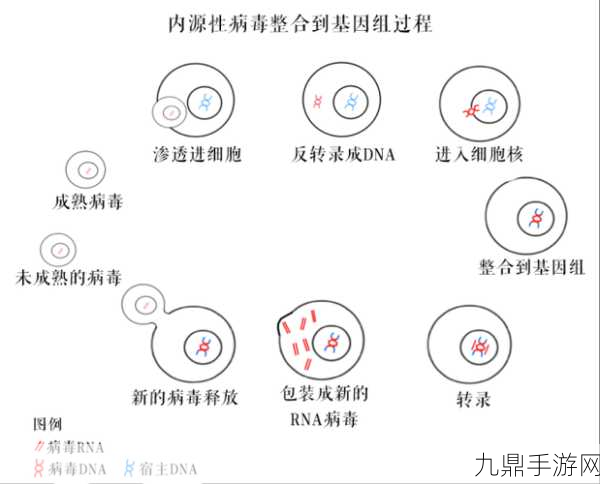 人与猪的DNA，人与猪的DNA相似性解析与生物学意义探讨