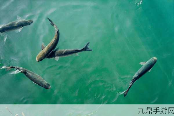 鲤鱼喝水姿势图片，1. 鳞光闪烁中的鲤鱼饮水优雅瞬间