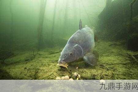 鲤鱼喝水姿势图片，1. 鳞光闪烁中的鲤鱼饮水优雅瞬间