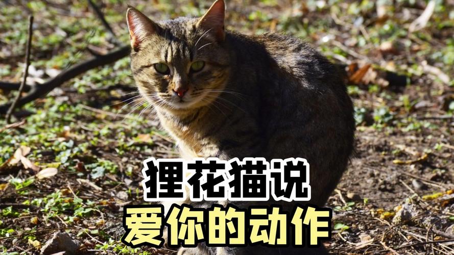 探索<猫与狗的秘密水晶>，横版动作塔防的奇幻之旅