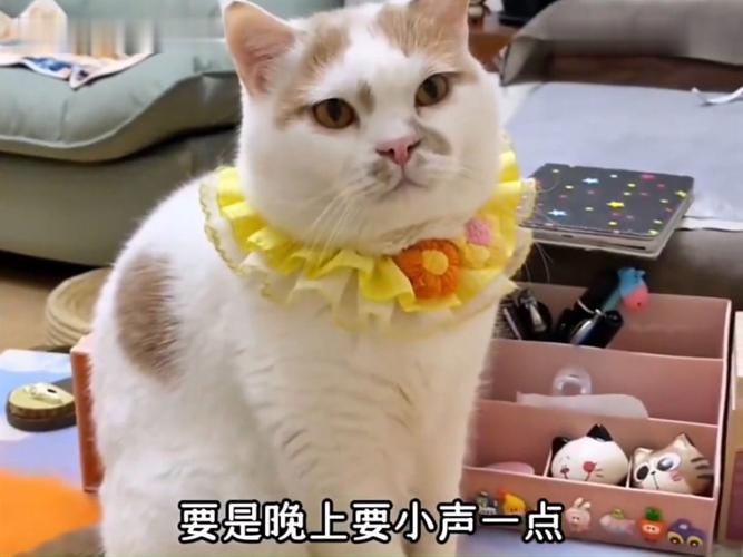 探索<猫与狗的秘密水晶>，横版动作塔防的奇幻之旅