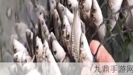 幽灵船迷雾，钓鱼佬净化海洋对话攻略全解析