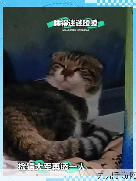 我的猫咪派对，创意无限的猫咪养成之旅