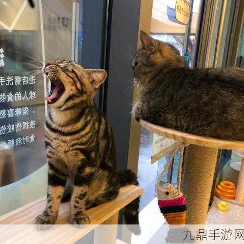 新月同行猫猫语第六只猫大揭秘，超管猫等你来撸