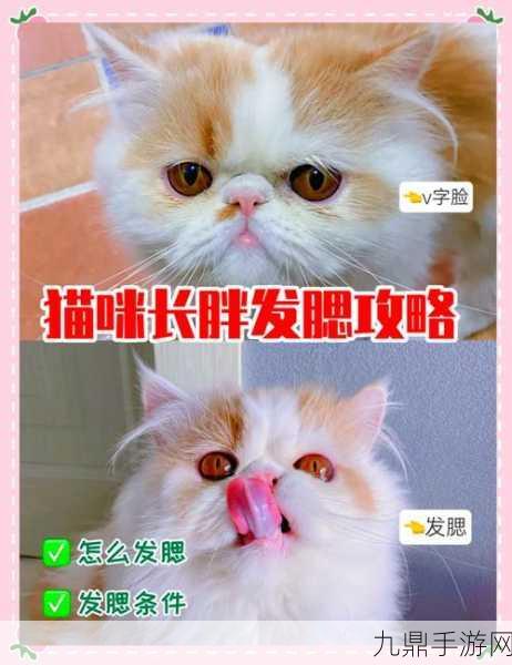 征服世界的可爱猫咪，猫猫养成秘籍