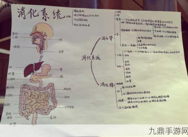 探索消化系统的奇妙之旅，消化器官游戏