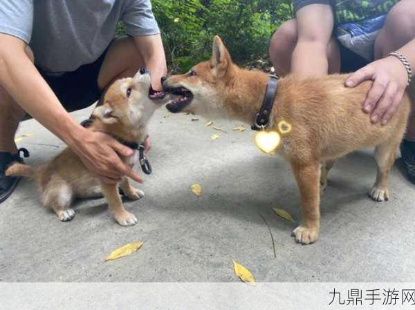 动物出击，生存射击的热血战场等你来战