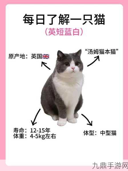 萌宠对决，猫与狗，谁才是声音界的王者？