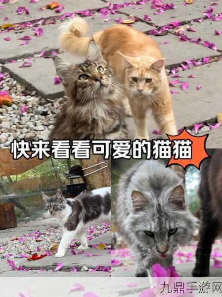 猫猫咪呀，趣味猫咪养成的休闲之旅