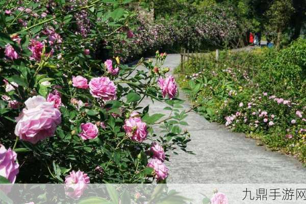 探秘迷途花场，种植经营的奇妙之旅