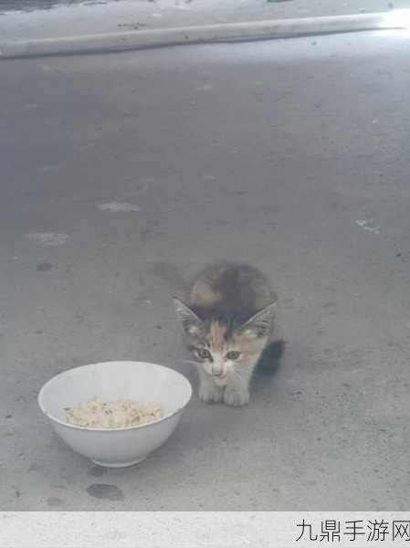 霓虹小巷猫，超休闲的闯关之旅