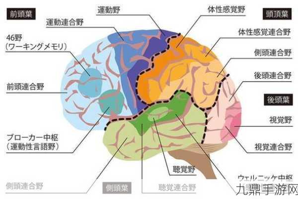 揭秘大脑梦境工厂，你的游戏世界在REM中重生